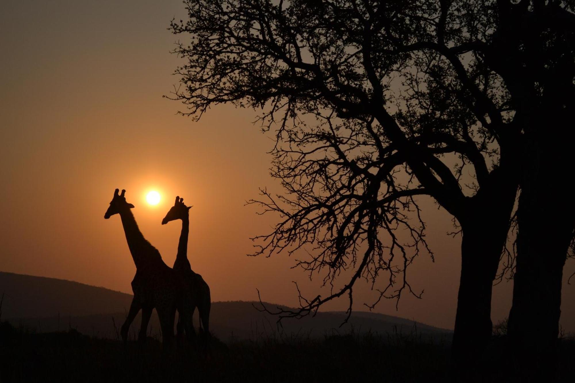 レオパード マウンテン サファリ ロッジ Manyoni Private Game Reserve エクステリア 写真