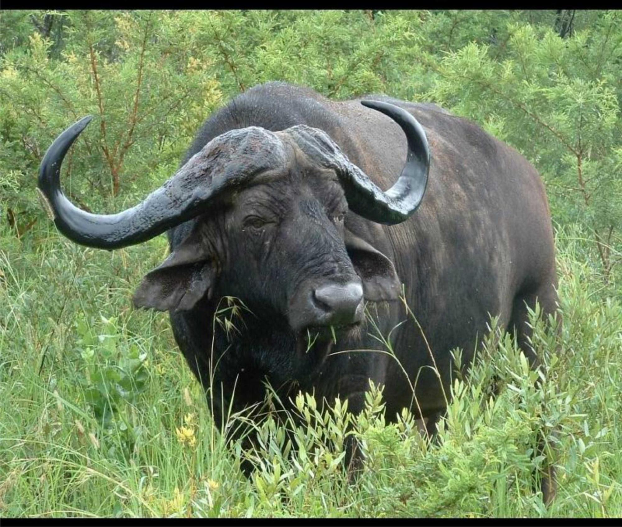 レオパード マウンテン サファリ ロッジ Manyoni Private Game Reserve エクステリア 写真