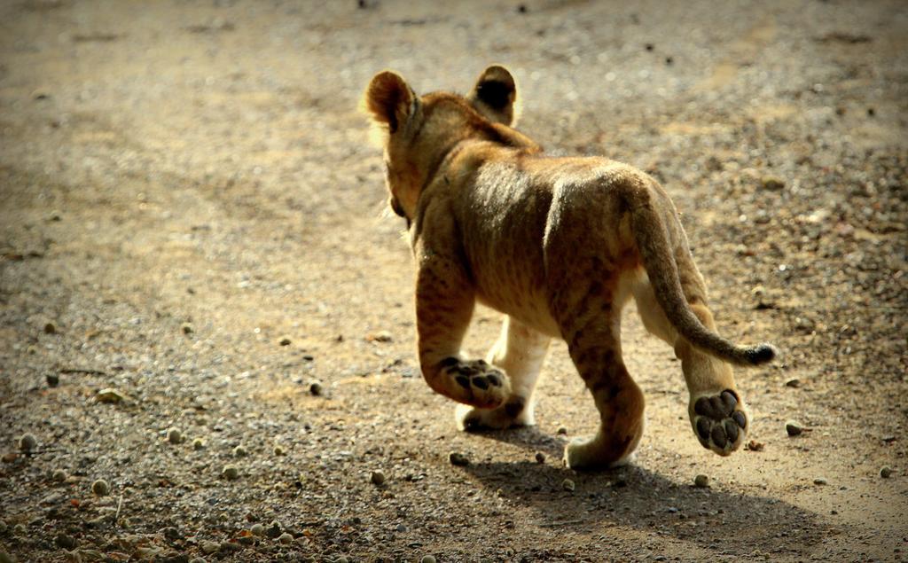 レオパード マウンテン サファリ ロッジ Manyoni Private Game Reserve エクステリア 写真