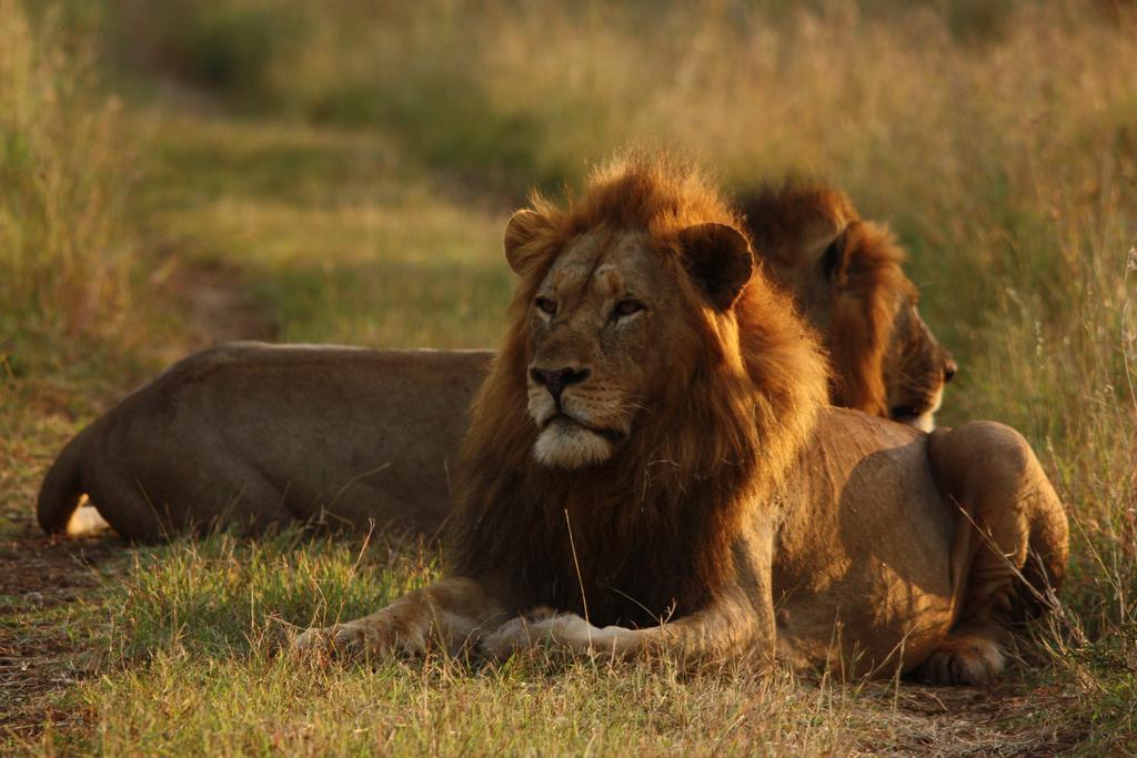 レオパード マウンテン サファリ ロッジ Manyoni Private Game Reserve エクステリア 写真