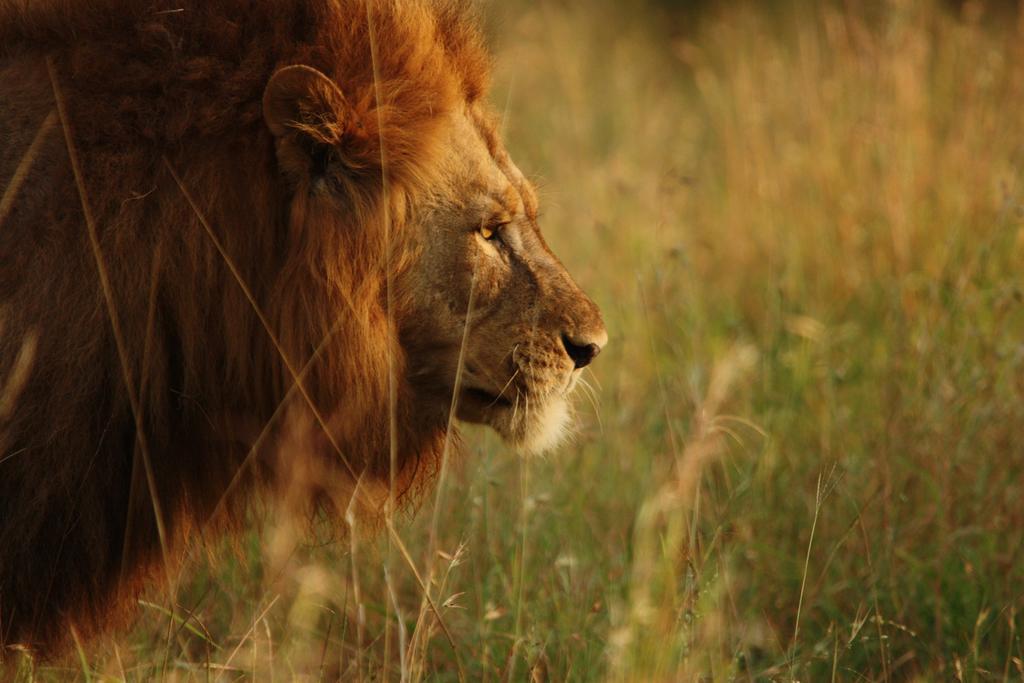 レオパード マウンテン サファリ ロッジ Manyoni Private Game Reserve エクステリア 写真