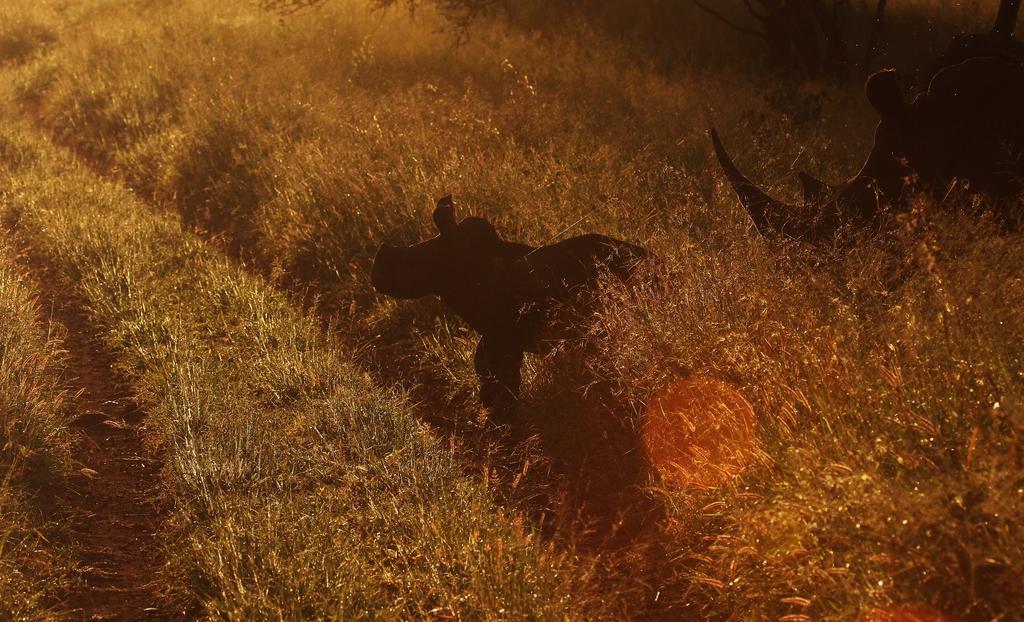 レオパード マウンテン サファリ ロッジ Manyoni Private Game Reserve エクステリア 写真