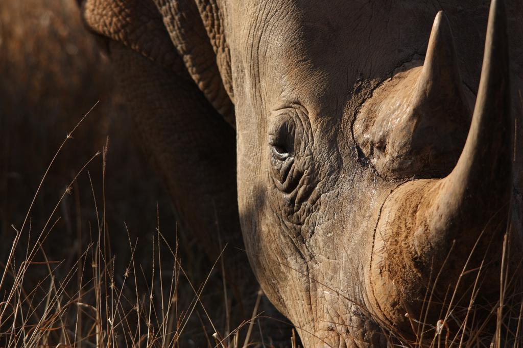 レオパード マウンテン サファリ ロッジ Manyoni Private Game Reserve エクステリア 写真