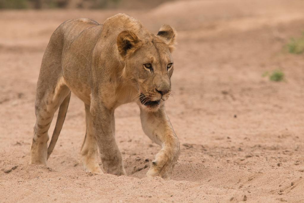 レオパード マウンテン サファリ ロッジ Manyoni Private Game Reserve エクステリア 写真