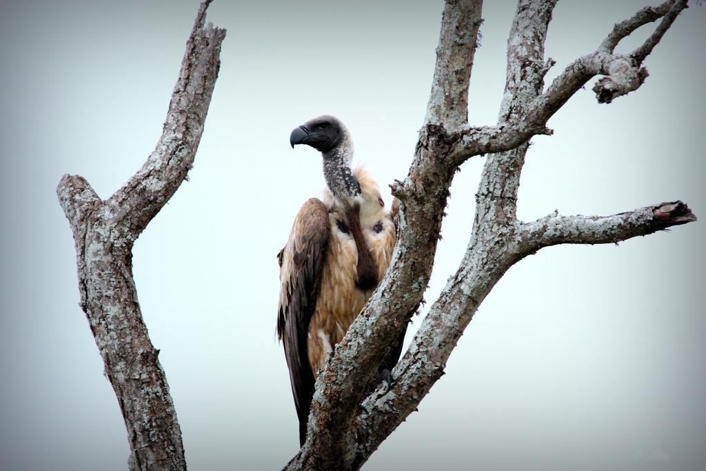 レオパード マウンテン サファリ ロッジ Manyoni Private Game Reserve エクステリア 写真