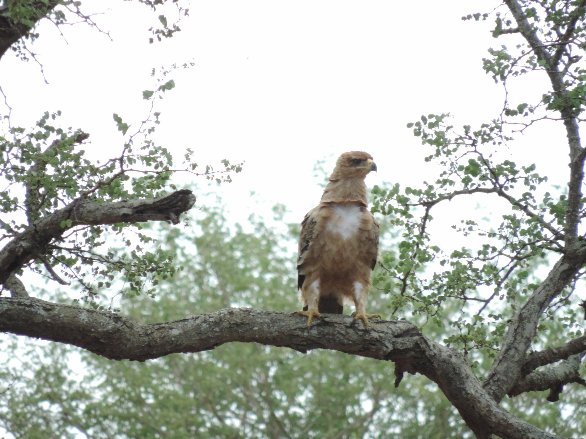 レオパード マウンテン サファリ ロッジ Manyoni Private Game Reserve エクステリア 写真