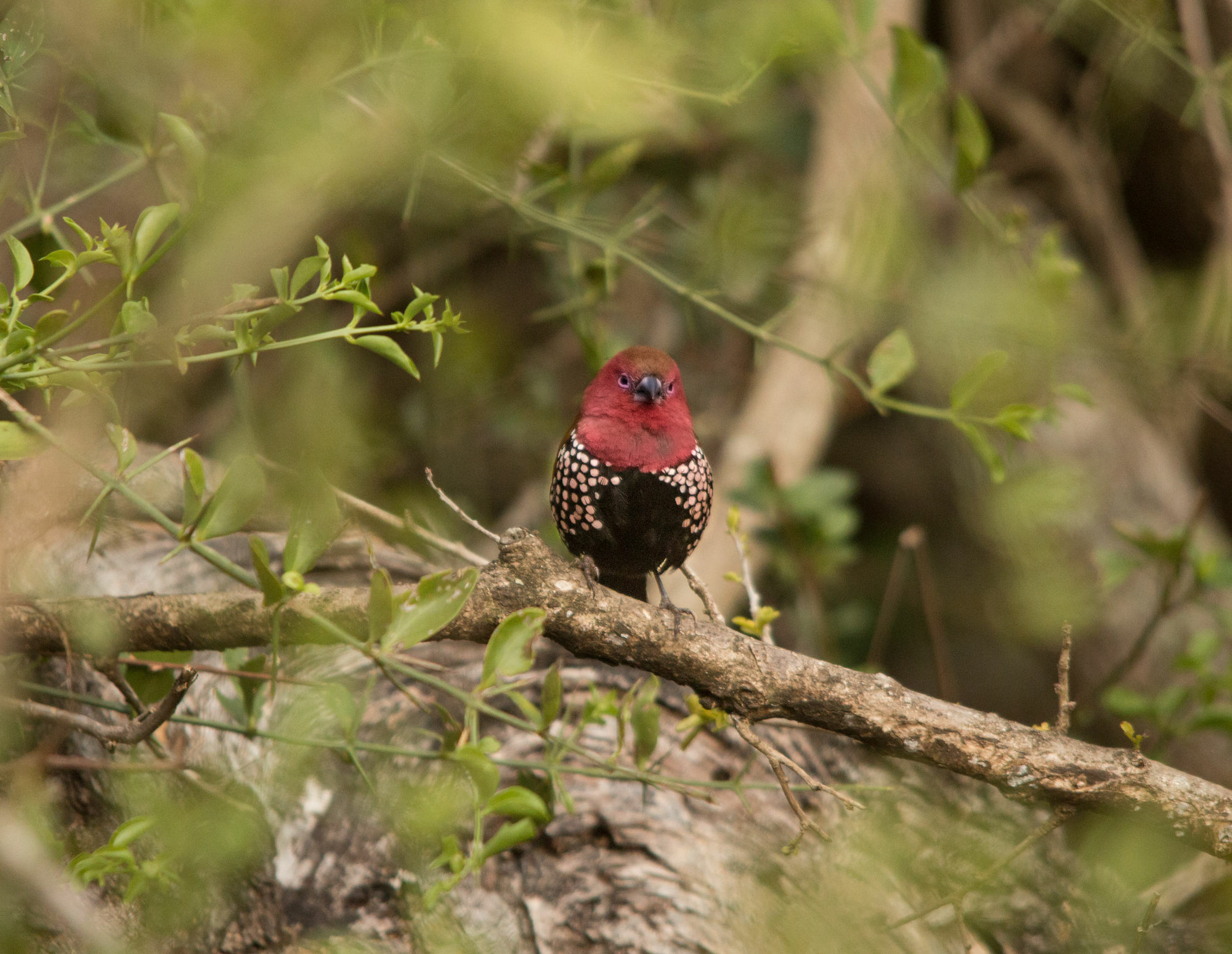 レオパード マウンテン サファリ ロッジ Manyoni Private Game Reserve エクステリア 写真